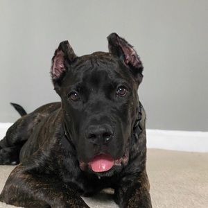 Meet your Posher, Ronald